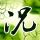 芹菜叶咸菜做法